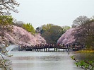 井の頭恩賜公園の桜 | 東京とりっぷ