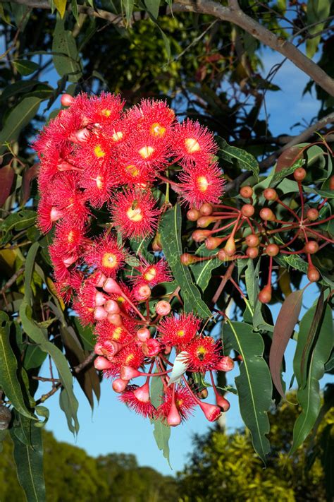 Red Gum Tree Flowers Stock Photo Image Of Colourful Mass