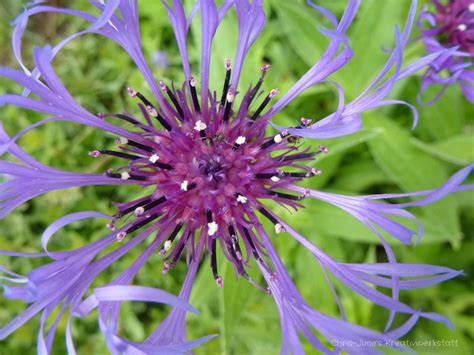 Servus zusammen, ersteinmal danke an @hd dein tip mit dem 60 € 30 min und 60 min 100€ war gut und er stimmt, jedoch wussten das nicht alle mädels. ff huren hannover