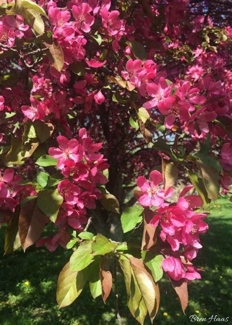 Celebrate Spring With Flowering Crabapple Tree Creative Living