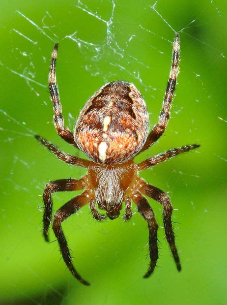 Haiwan yang makan tumbuhan kadangkala menjadi makanan kepada haiwan yang makan daging. SAINS TAHUN 2 (HAIWAN): PEMAKANAN HAIWAN - KARNIVOR
