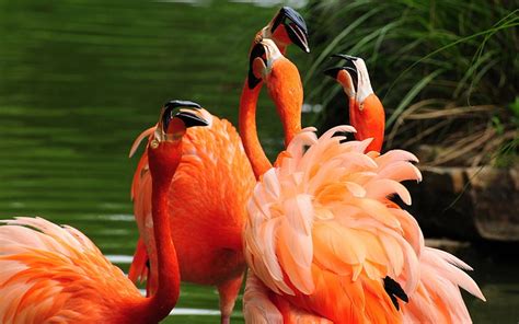 Hd Wallpaper Four Orange Birds Flamingos Water Beautiful Animal