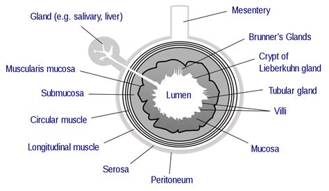Check spelling or type a new query. Lumen (anatomie) - Lumen (anatomy) - qwe.wiki