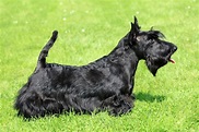 Terrier escocés - Información sobre la raza Terrier escocés