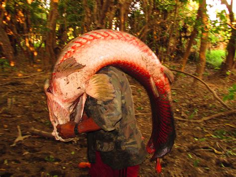 Pesca Do Pirarucu é Liberada Na Bacia Do Rio Amazonas — Sapopema