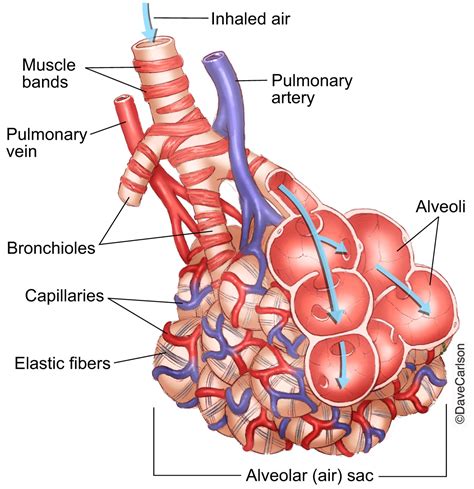 Lung Bronchioles Alveoli Carlson Stock Art