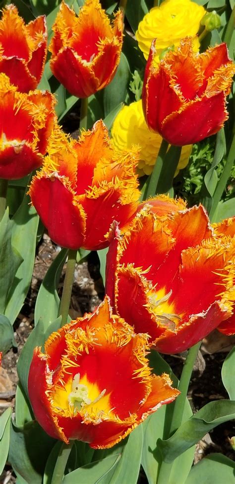 To enjoy tulips indoors, choose tulips with flower heads that are just starting to open. Parrot Tulips @Descanso Gardens | Parrot tulips, Flowers ...