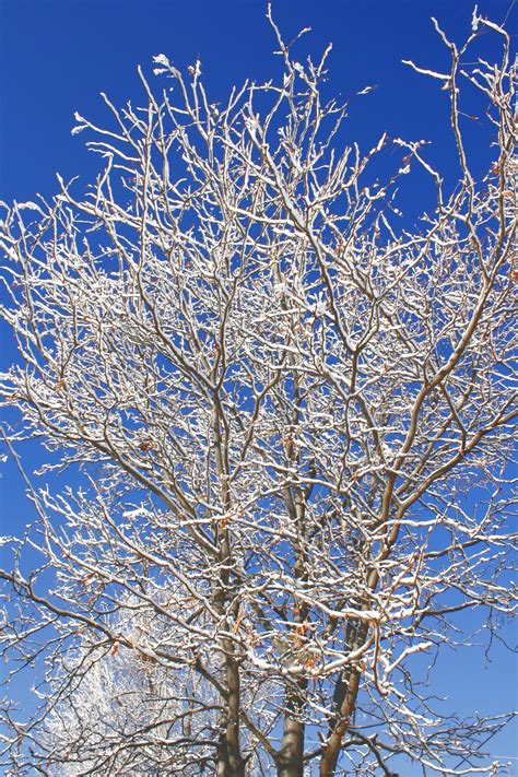 Snow Coated Winter Tree Branches Picture Free Photograph Photos