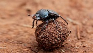 Dung beetle | San Diego Zoo Wildlife Explorers