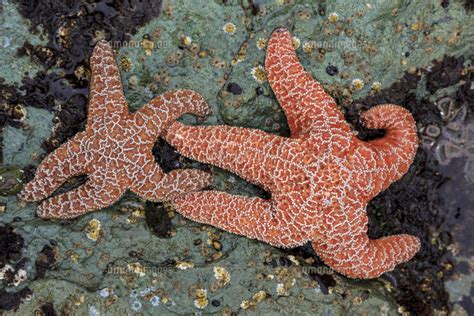 Two Purpleochre Stars Pisaster Ochraceus Cling To The Rocks At Low