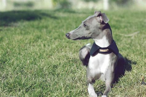 Italian Greyhound Full Profile History And Care
