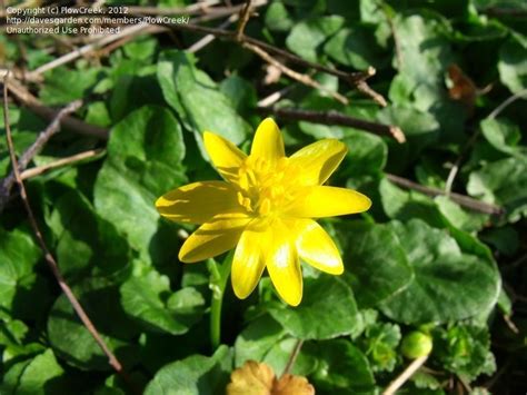 Plant Identification Closed Nine Petal Yellow Wild Flower 1 By Plowcreek