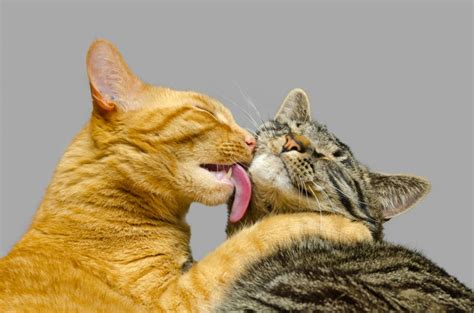 If you are an owner of a cat, you've likely been bitten at least a few however, if you are bringing new people around, then this may be a causing factor as to why your if your cat is timid, moving a lot, hissing, etc.…then there is a good chance it has become afraid of. How Cats Show Affection to Owners, Other Cats, Each Other ...