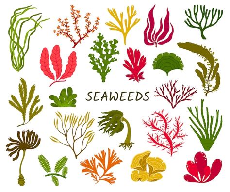 Premium Vector Underwater Seaweed Plants Vector Sea Algae Set