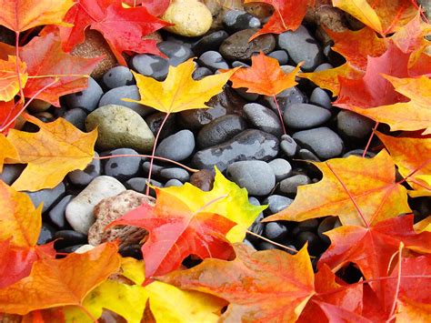 Fall Art Prints Colorful Autumn Leaves Rocks By Basleeartprints