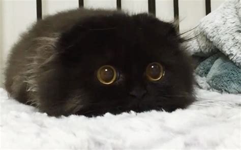 Find the best hashtags for your instagram profile to get more followers, likes and reach or check all banned hashtags on instagram and in your profile. Meet Gimo - the cat with the biggest eyes ever