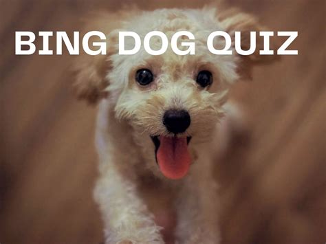 Bing Dog Quiz Test Your Knowledge On Bing Quiz