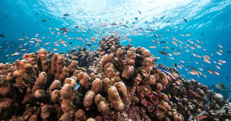 Natural Wonders Of The World Coral Reef Of South Male Atoll Maldives