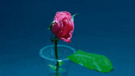 84 animated images of flowers. rose whitely GIFs Search | Find, Make & Share Gfycat GIFs