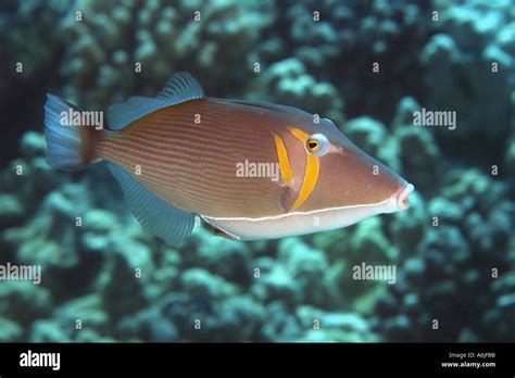 Lei Triggerfish Sufflamen Bursa Hawaii Stock Photo Alamy
