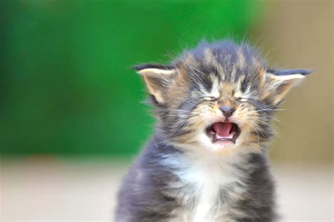 Do Cats Cry What You Need To Know About It Petsoid