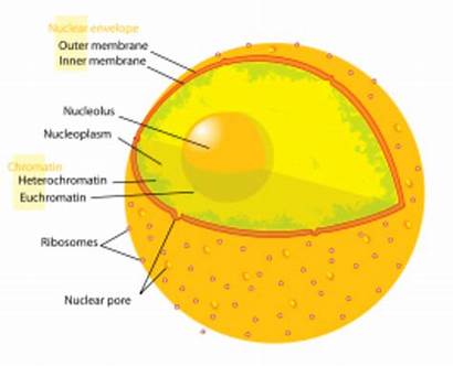 Nucleus Cell Human Diagram Svg Ita Wikipedia