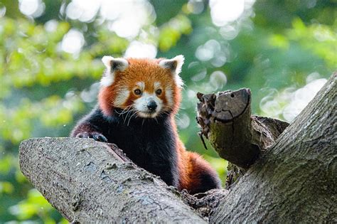 Red Panda Panda Cute Glance Hd Wallpaper Peakpx