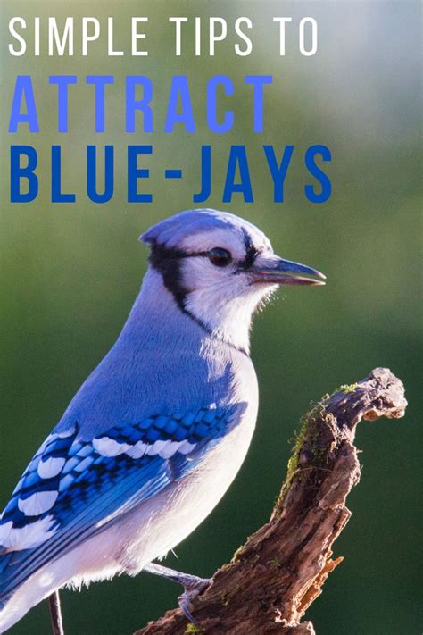 Simple Tips To Attract Blue Jays To Your Yard How To Attract Birds