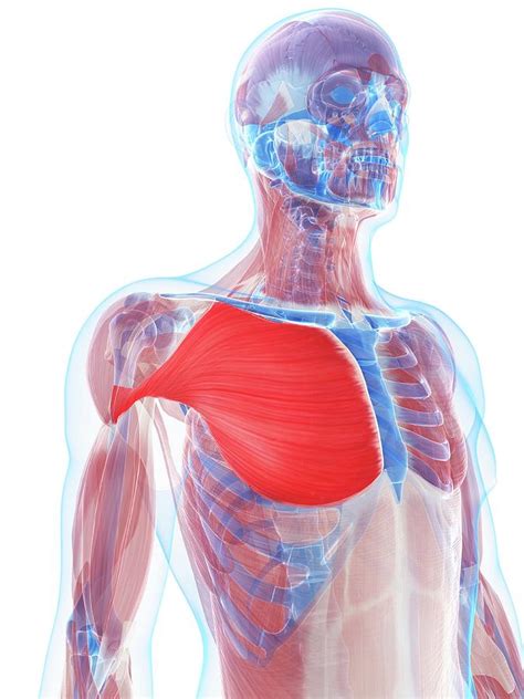 Pectoralis Muscle