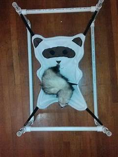 Charlotte Pets Craigslist