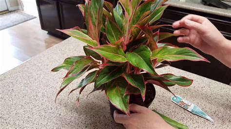 How To Take Care Of Aglaonema Plant Ph