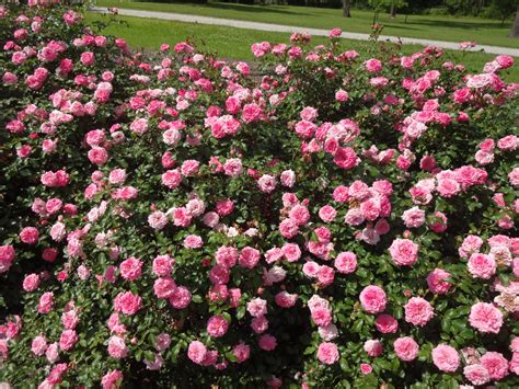 Drift Roses Offer Smaller Plants Great Blooms Lsu Agcenter