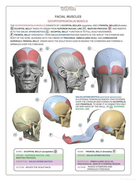 Head And Neck Anatomy Book