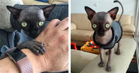 Adorable Sphynx Kitty Is Famous For Looking So Much Like A Bat