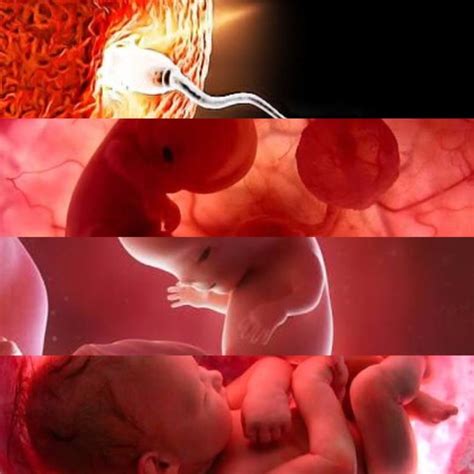 Desarrollo Embrionario Y Fetal Timeline Timetoast Timelines Images
