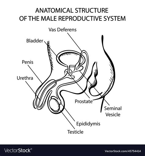 Sistema Reproductor Masculino Dibujo Facil Images And Photos Finder