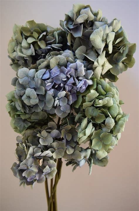 Dried Hydrangea Flower Heads Bouquet Natural Seconds Dried Hydrangeas