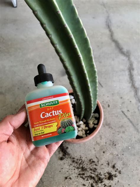 Leaves, stems, roots, spines) are designed to help these plants survive in a hot and dry environment. How to Pot a Large Cactus - Life Love Larson