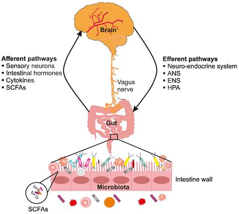 Crosstalk Between Gut Microbiome And Immunology In The Management Of