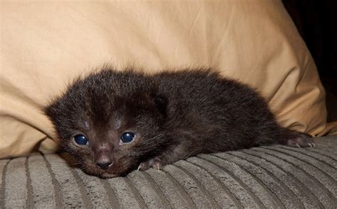 My Very First Baby Kitten Shes A Russian Black Raww