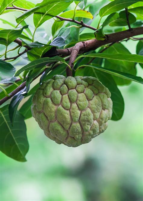 Buy Sow Exotic Tropical Fruit And Spice Trees Sugar Apple Seedling