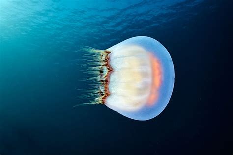 Alien Beauty Of Jellyfish Alexander Semenovs New Photos Sagama