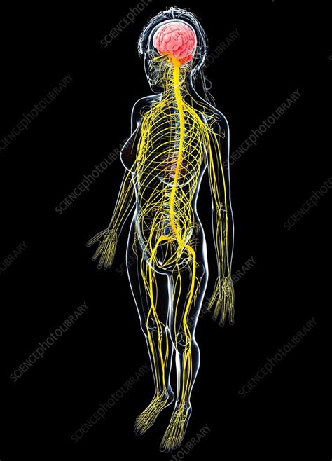 Female Nervous System Artwork Stock Image F0071028 Science