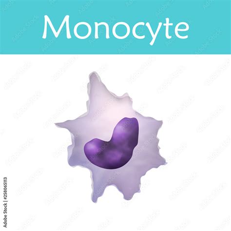 Leukocytes Monocyte White Blood Cell Vector Medical Illustration