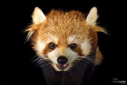 Photo Ark Home Western Red Panda | National Geographic Society