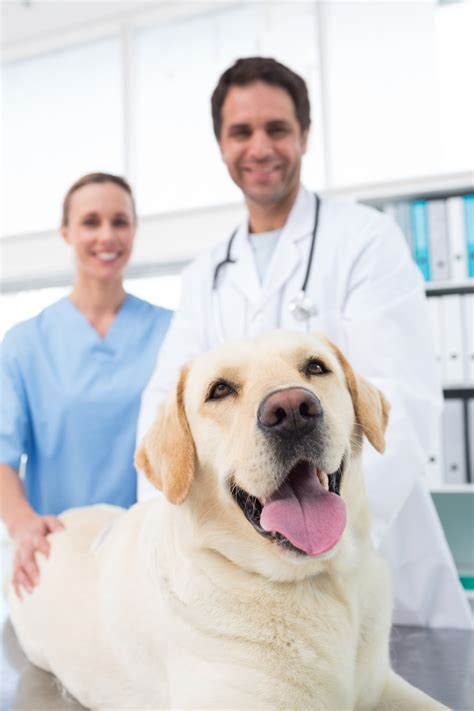 Answering Service For Veterinarians And Animal Control Kelleys Tele