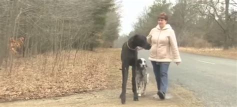 Zeus The Worlds Tallest Dog Dies At Age Five