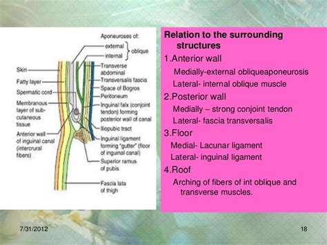 Hernia Examination By Dr Min Oo