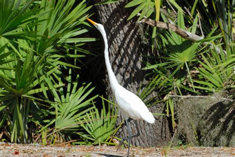 Great White Heron Free Stock Photo Public Domain Pictures