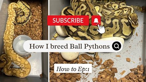 How I Breed Ball Pythons Youtube